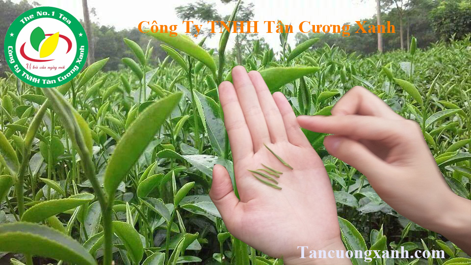 huong com dac trung cua che thai nguyen ngon